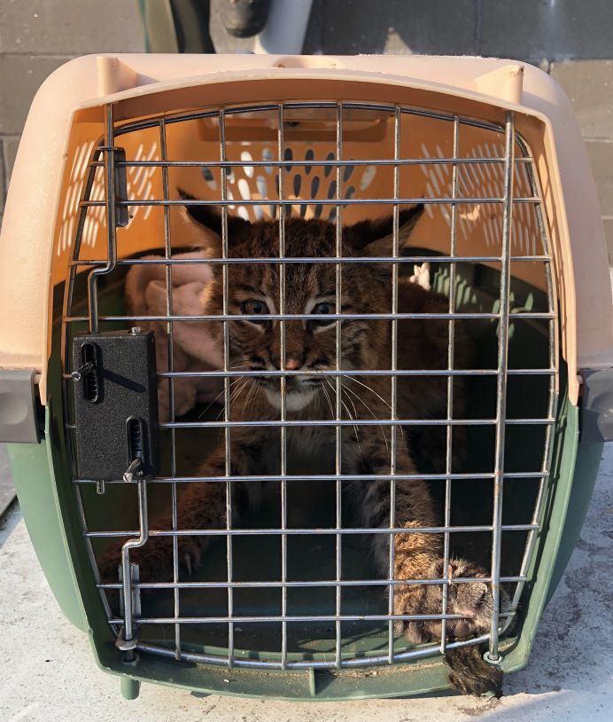 Young bobcat rescued after climbing on Stratham Burger King roof
